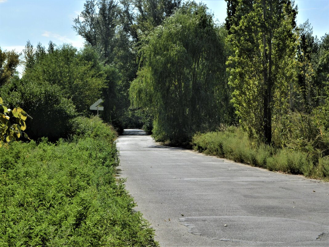 Ростов-на-Дону. Ива у дороги на Зелёном острове жарким летним днём. - Пётр Чернега