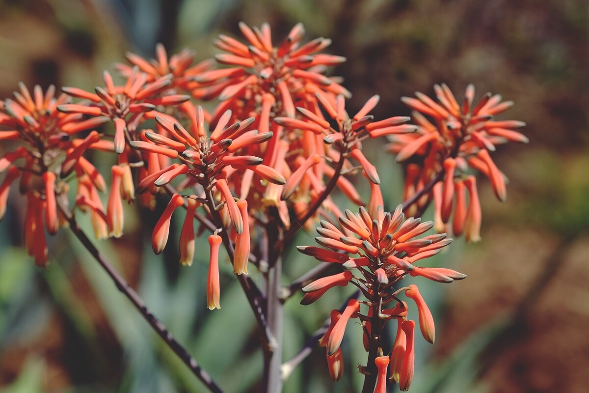 Aloe Saponaria/ Maculata  Алоэ мыльное/пятнистое - wea *