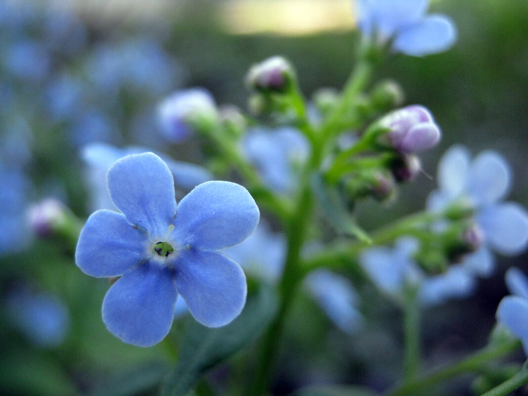 *** - Руслан Сорочинский