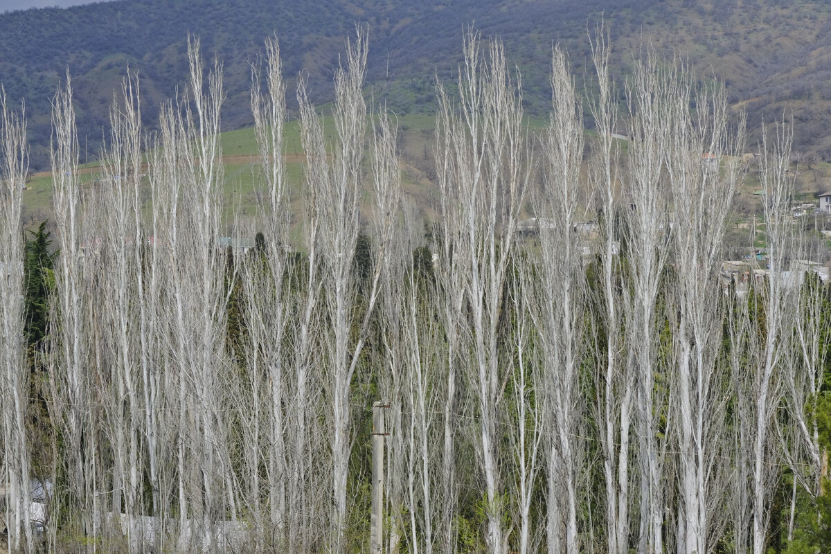 весна - galina bronnikova 
