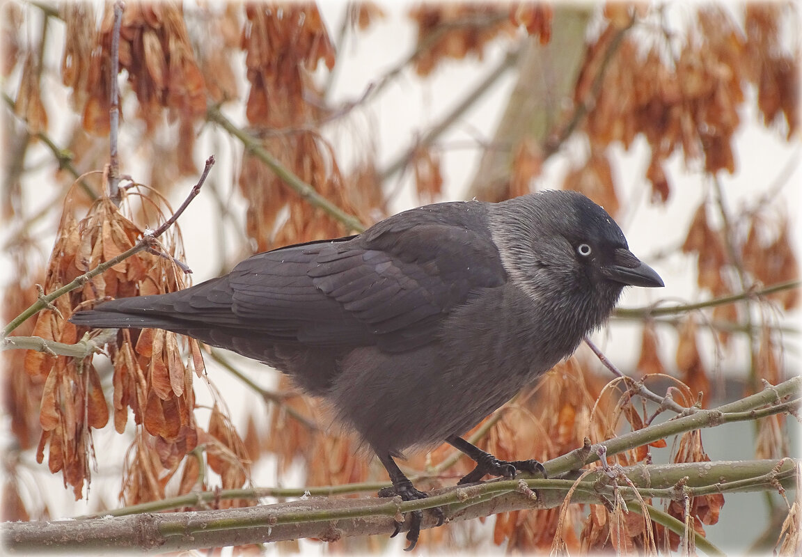 * - Елена Kазак (selena1965)