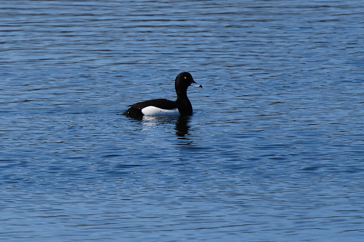 хохлатая чернеть, самец - linnud хохлатая чернеть, самец - linnud