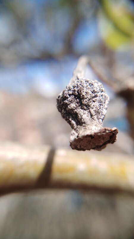 Весну встречает прошлогодний фрукт - Ирина Алпацкая Весну встречает прошлогодний фрукт - Ирина Алпацкая