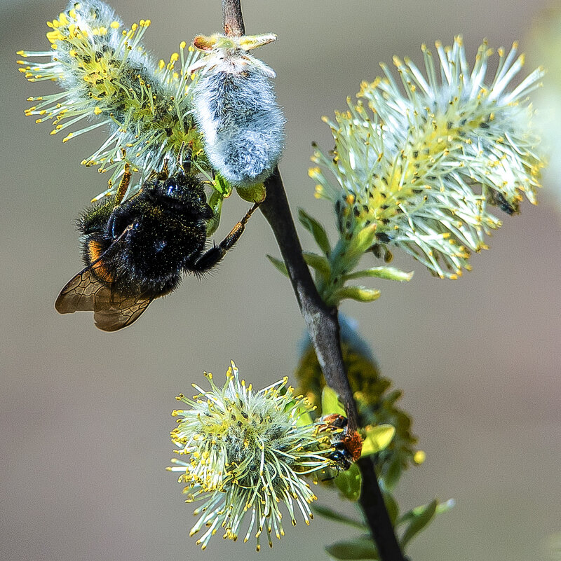 *** - Владимир Безбородов