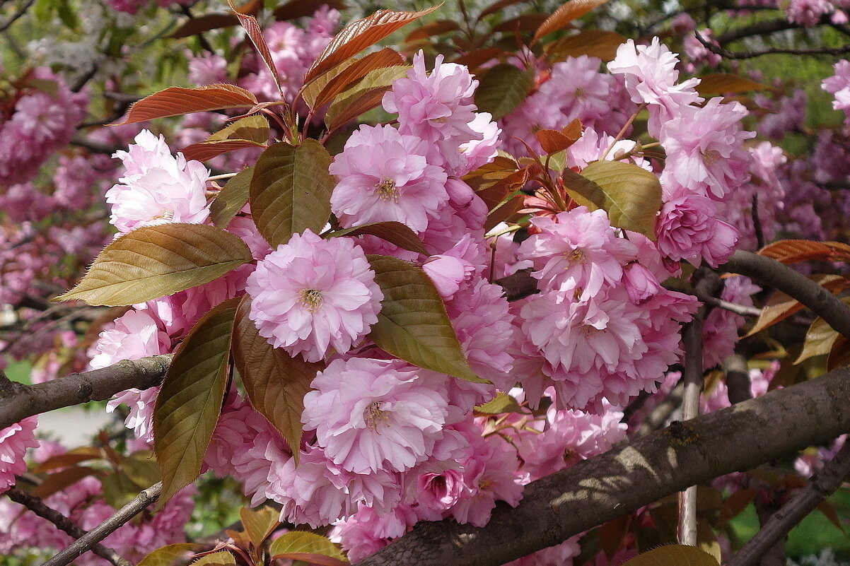 Цветёт сакура - Маргарита Батырева