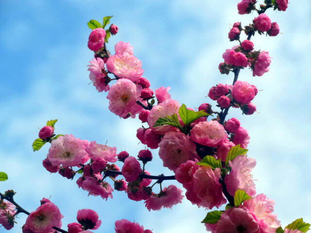 Весна во всей красе... - Тамара (st.tamara) Весна во всей красе... - Тамара (st.tamara)