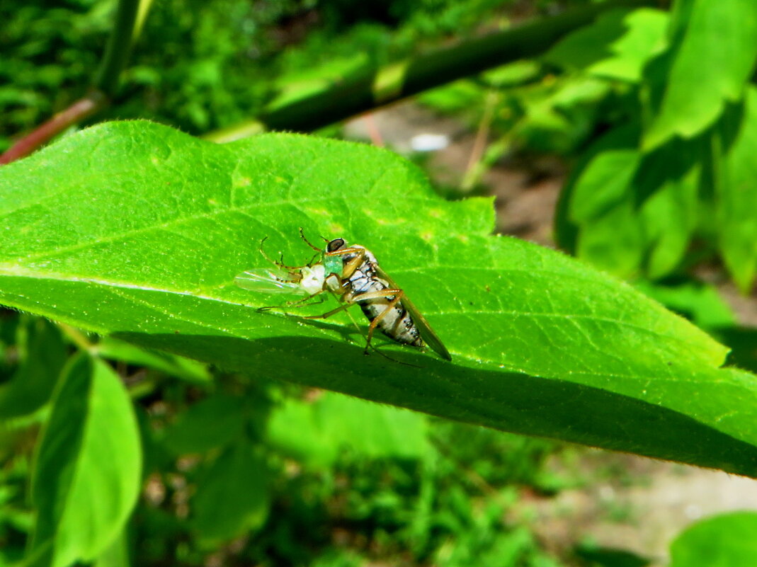 Сем. Хиботиды (Hybotidae)....Platypalpus agilis. - Ivan Vodonos