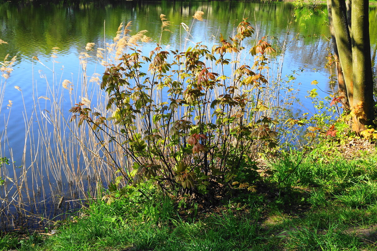 Весенние зарисовки - Маргарита Батырева Весенние зарисовки - Маргарита Батырева