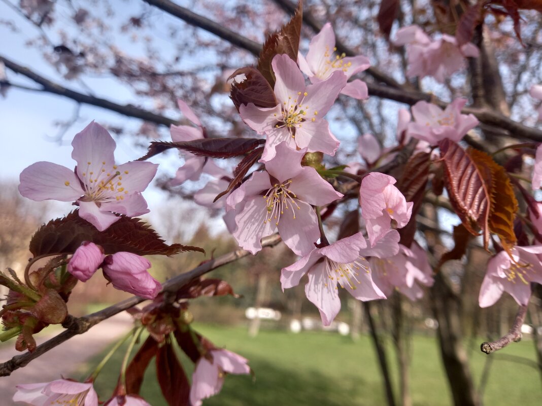 Сакура - Сапсан Сакура - Сапсан