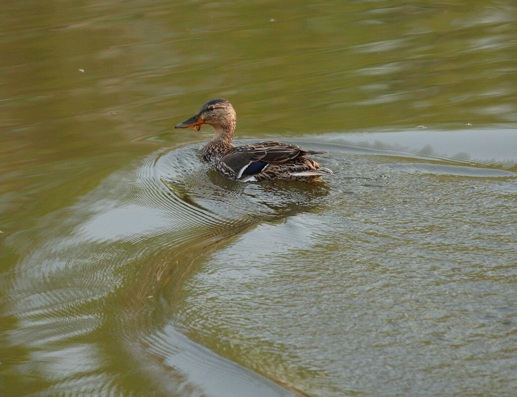 **** - Владилен Панченко **** - Владилен Панченко