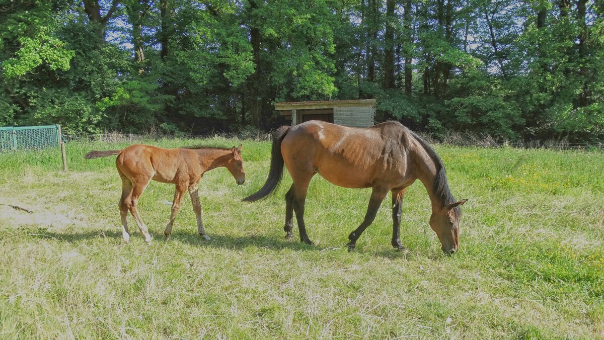 Мамин сынок... - Elena Ророva Мамин сынок... - Elena Ророva