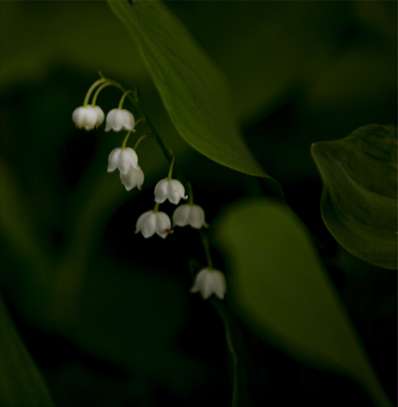 Ландышевый вальс - liudmila drake