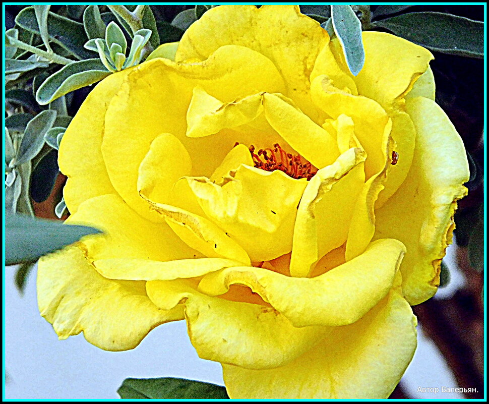 Роза желтая. - Валерьян Запорожченко