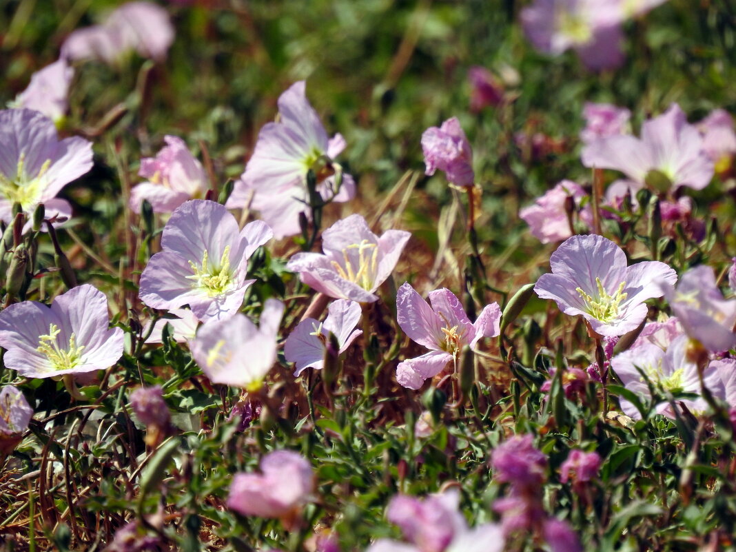 К солнцу - Гала К солнцу - Гала