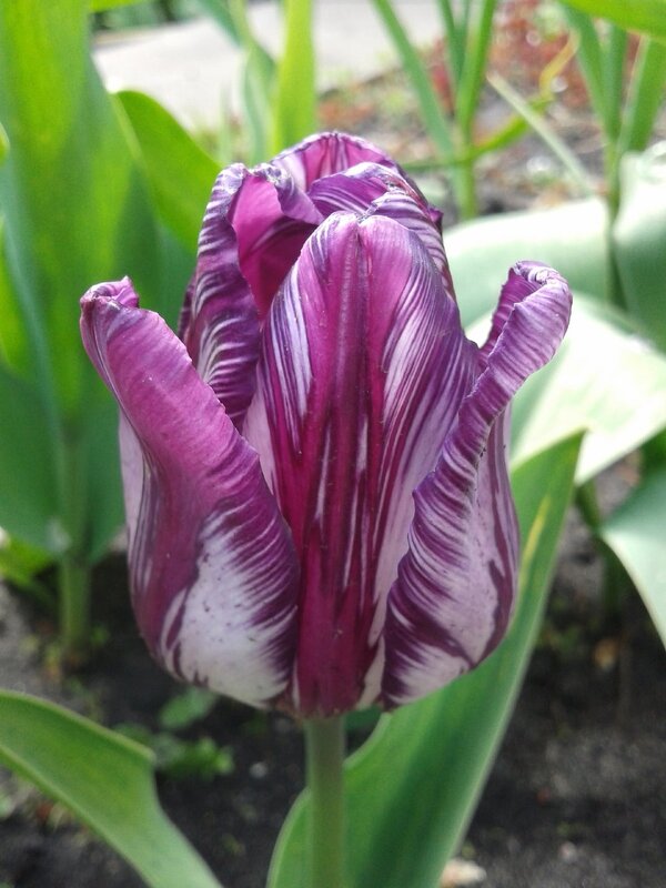 Тюльпан - Ася Коршик