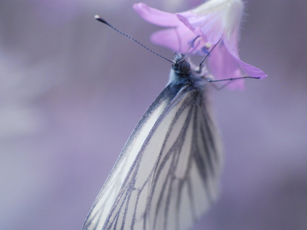 Про капельку нектара - Владилен Панченко