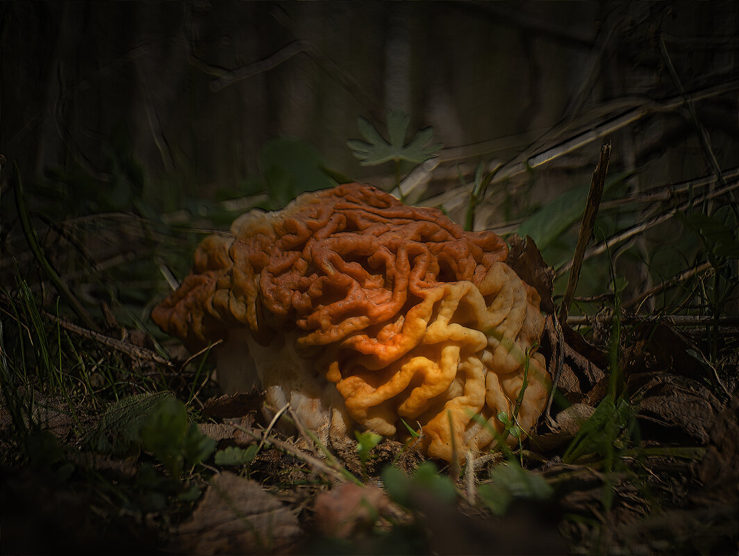 весенние грибы - Va-Dim ... весенние грибы - Va-Dim ...