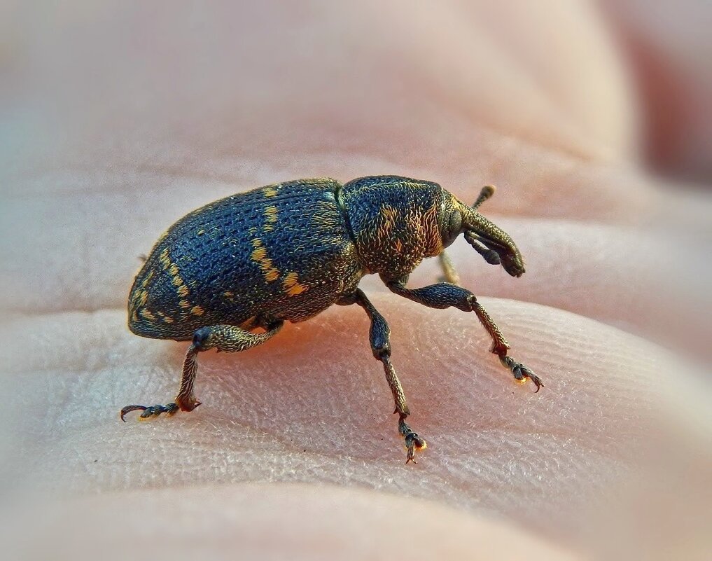 Слоник на ладошке! - Елена Хайдукова  ( Elena Fly )