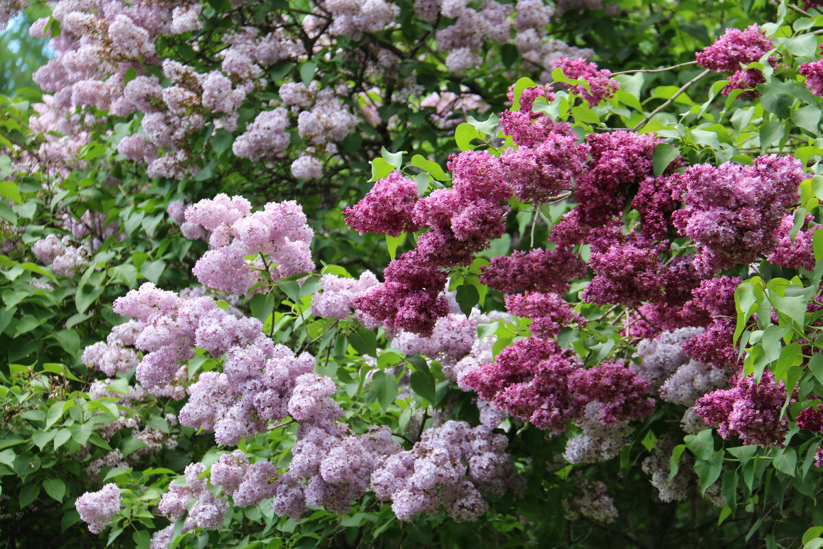 весна - Владимир Холодницкий весна - Владимир Холодницкий