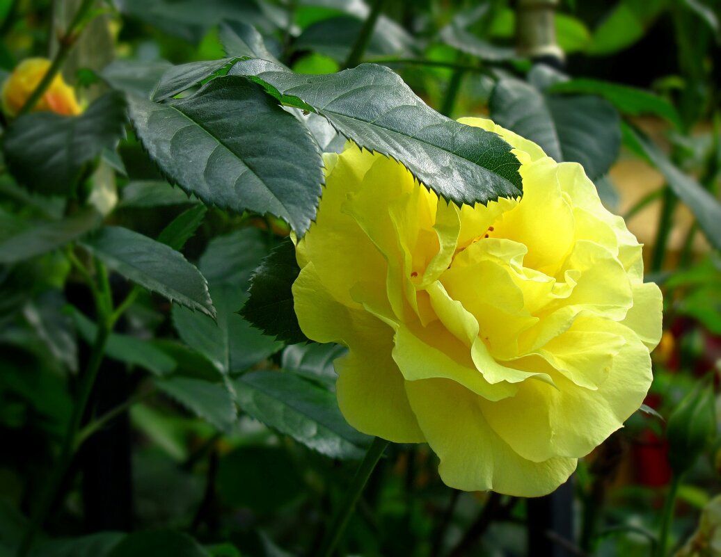 Роза. - Геннадий Прохода