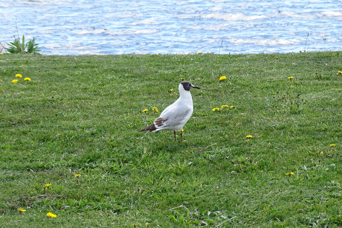 "пойду искупаюсь" - Anna-Sabina Anna-Sabina