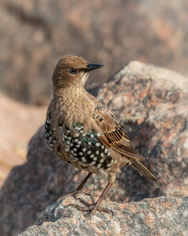 Скворец - Владимир Колесников Скворец - Владимир Колесников