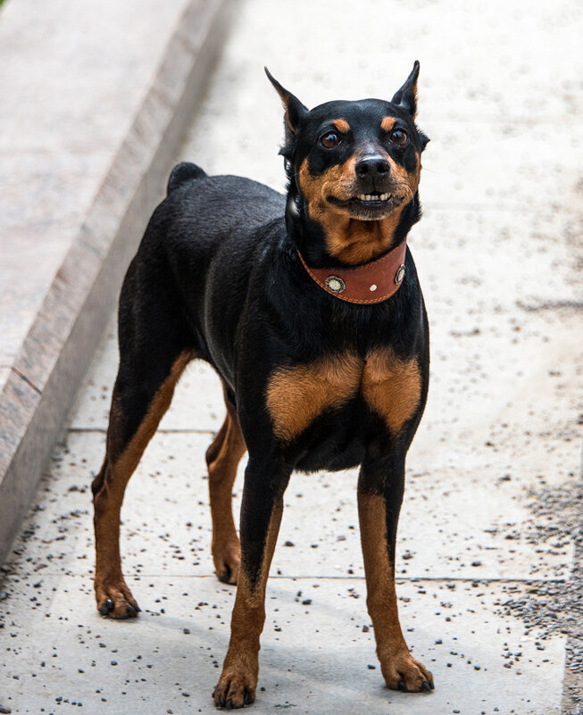 Улыбочка... - Владимир Безбородов