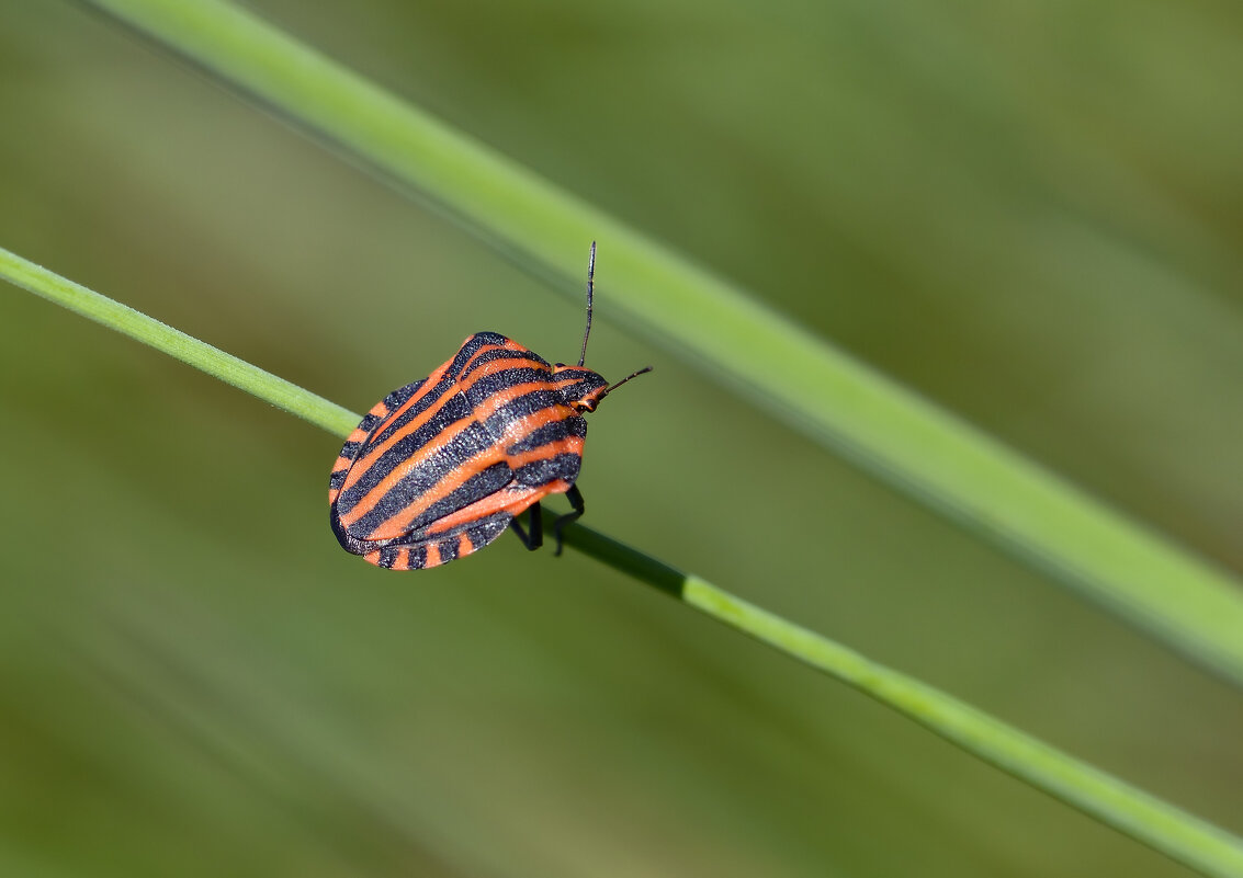 = - Юрий Бичеров = - Юрий Бичеров