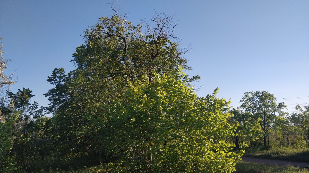 Зелёный мир. - Георгиевич Зелёный мир. - Георгиевич