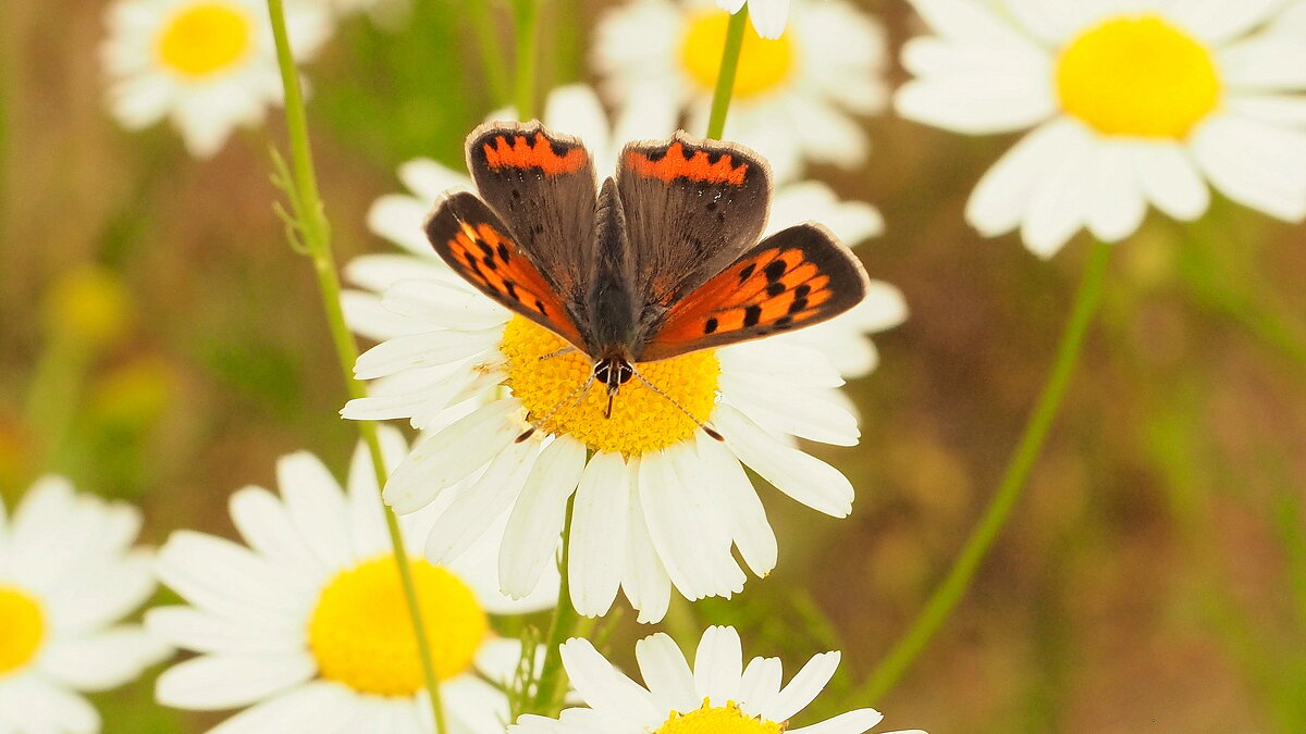 Сегодня выгулял Пентакон 50 1,8    1 - Александр Прокудин