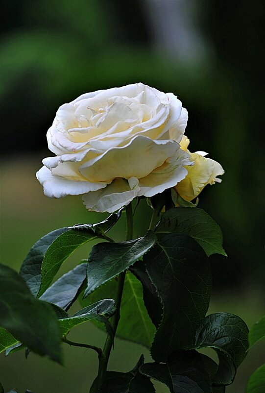 Розы - Валерий Перевозчиков