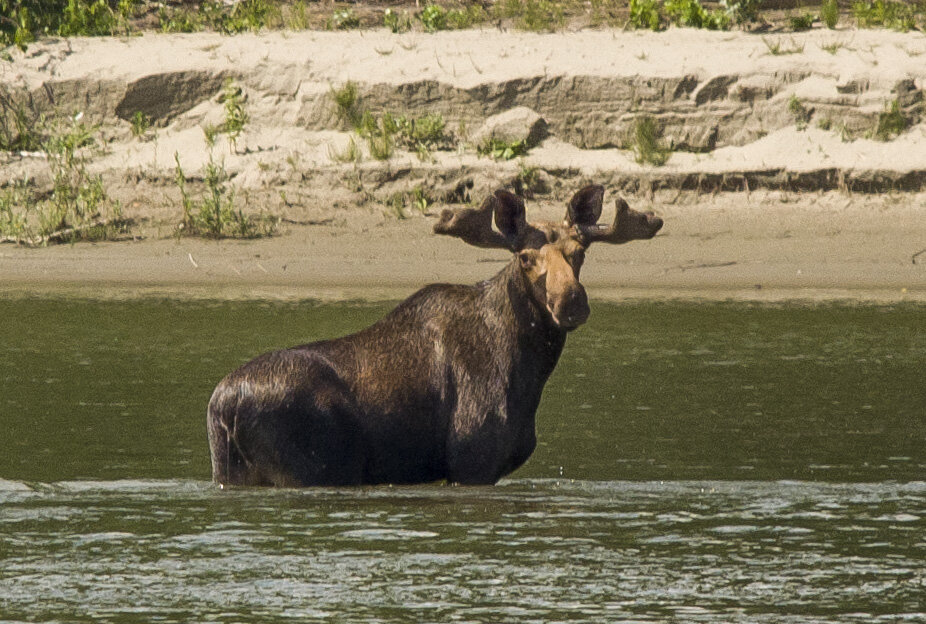 Встреча на реке. - Татьяна Титова Встреча на реке. - Татьяна Титова