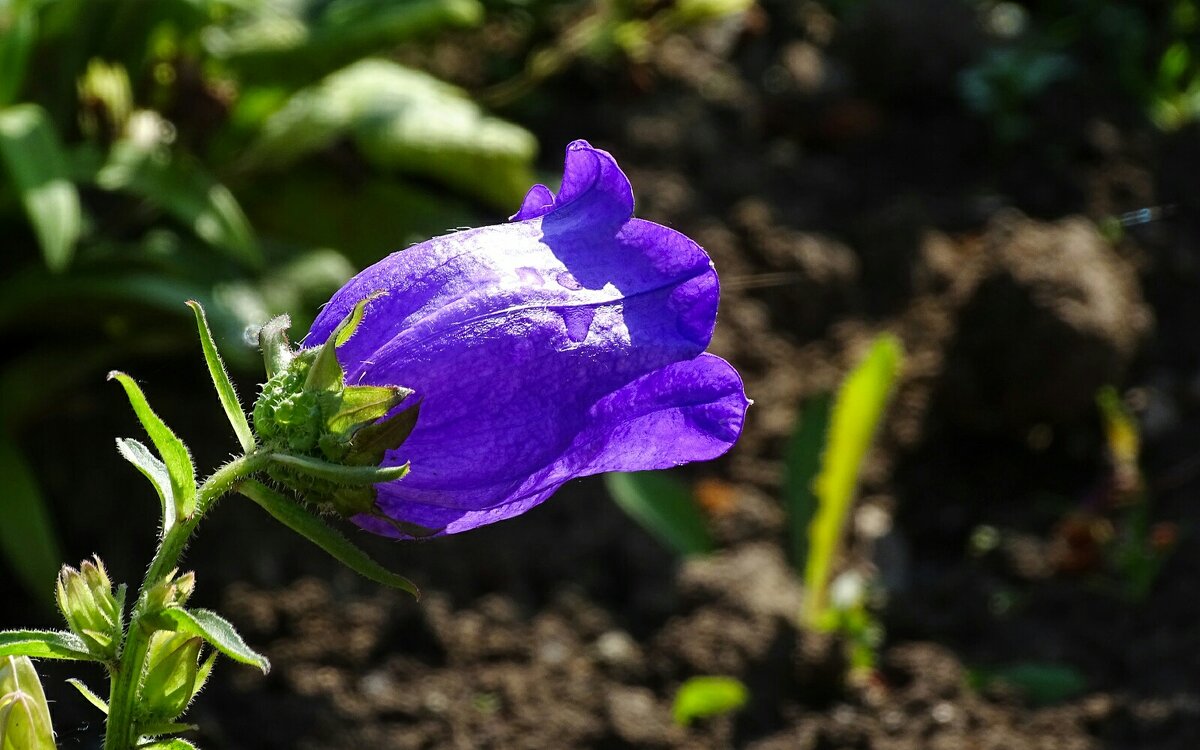 Большой колокольчик. - Милешкин Владимир Алексеевич Большой колокольчик. - Милешкин Владимир Алексеевич