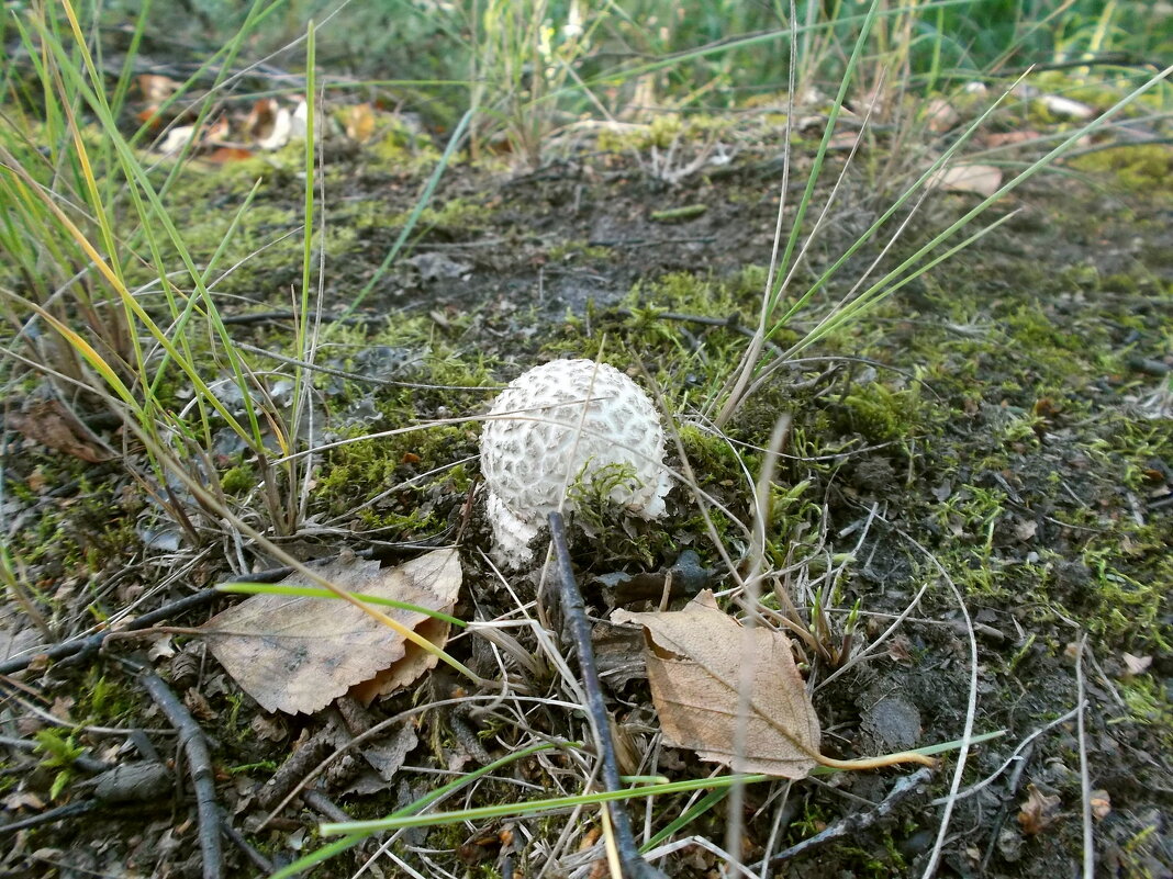 Маленький мухоморчик. - VasiLina *