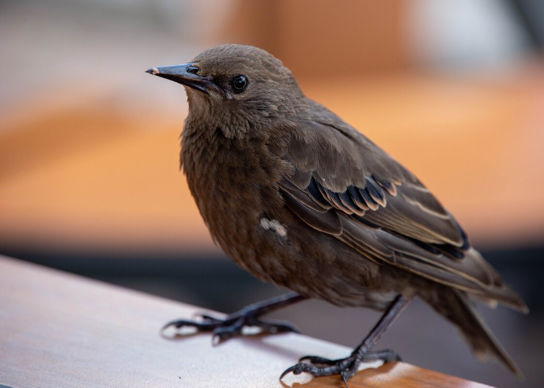 *** - АННА *** - АННА