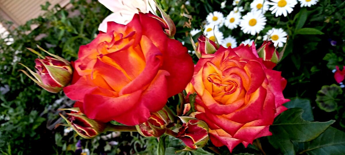 Июль... - Елена Виноградова