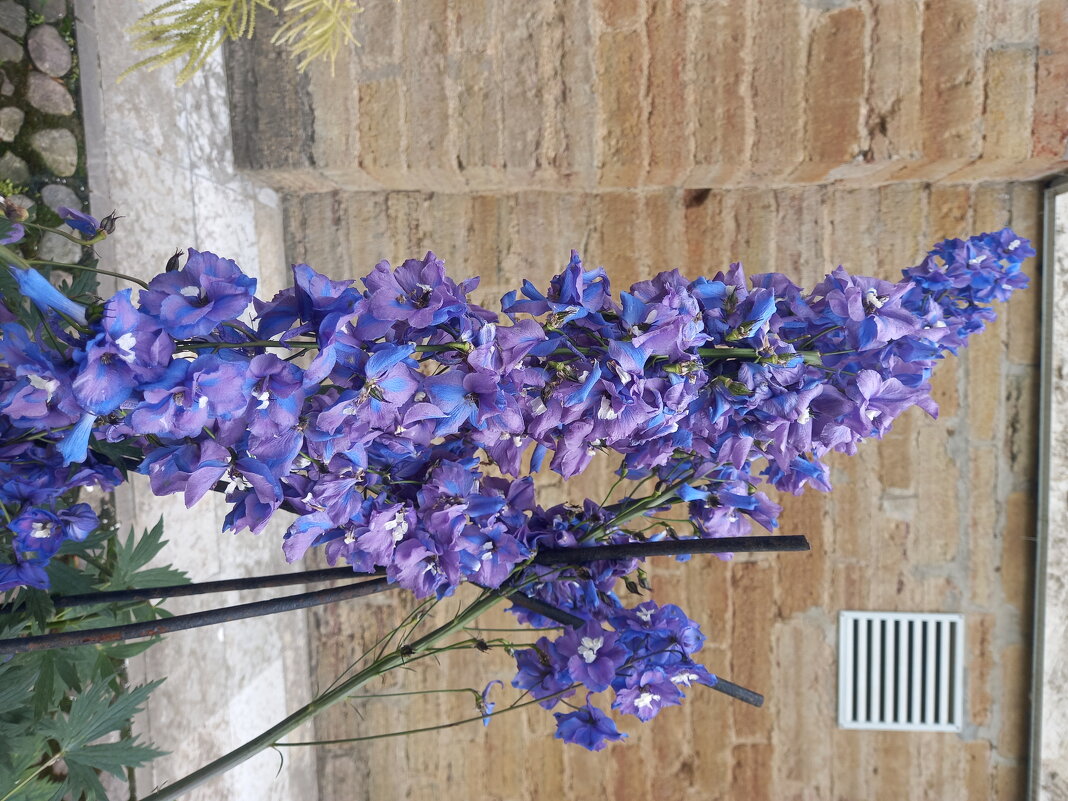 Дельфиниум - Сапсан 