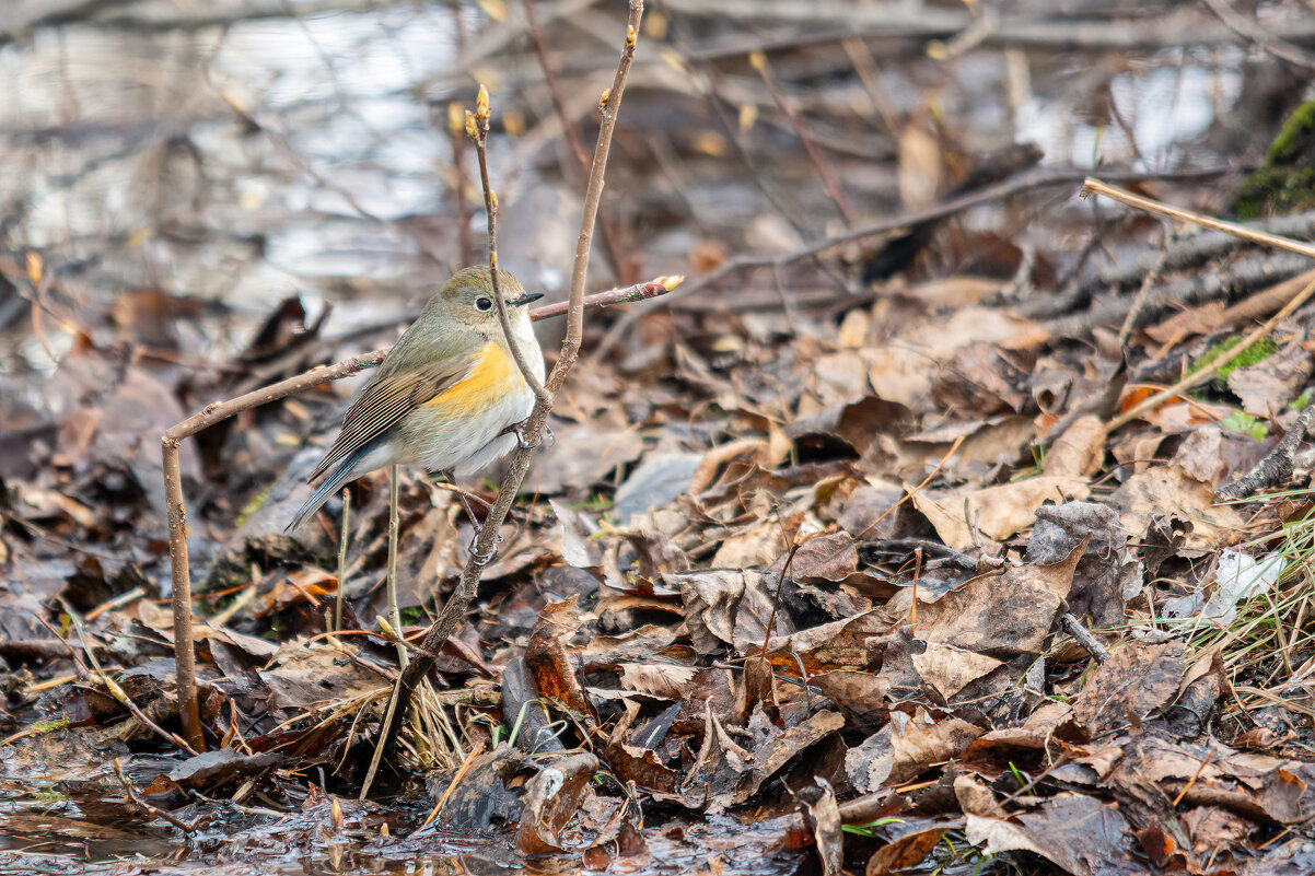 *** - Виктор Иванович Чернюк
