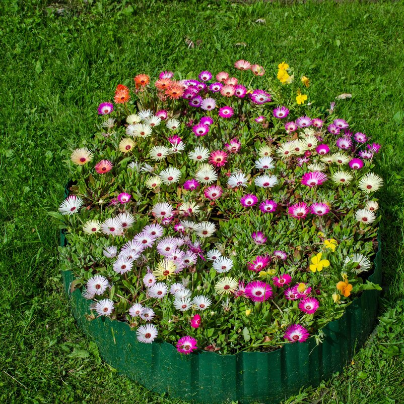 клумба - Елена Кордумова