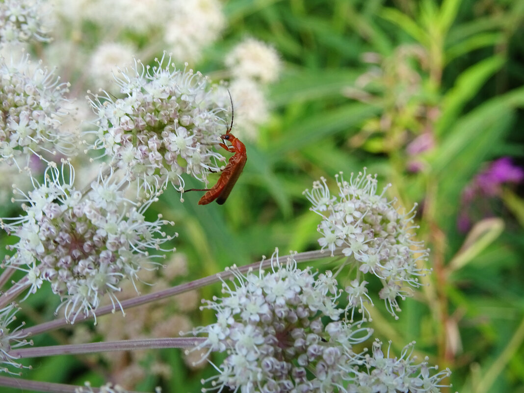 Мягкотелка рыжая (Rhagonycha fulva) - Денис Бочкарёв