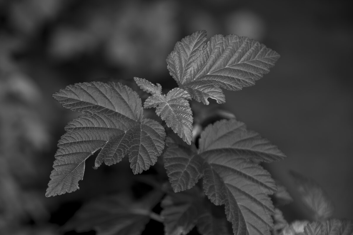 Листья. - Яков Реймер Листья. - Яков Реймер