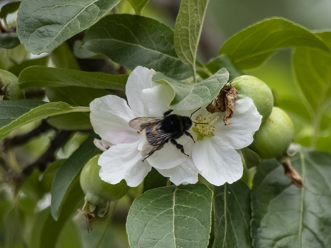 Тень будущей войны - Анна Иларионова