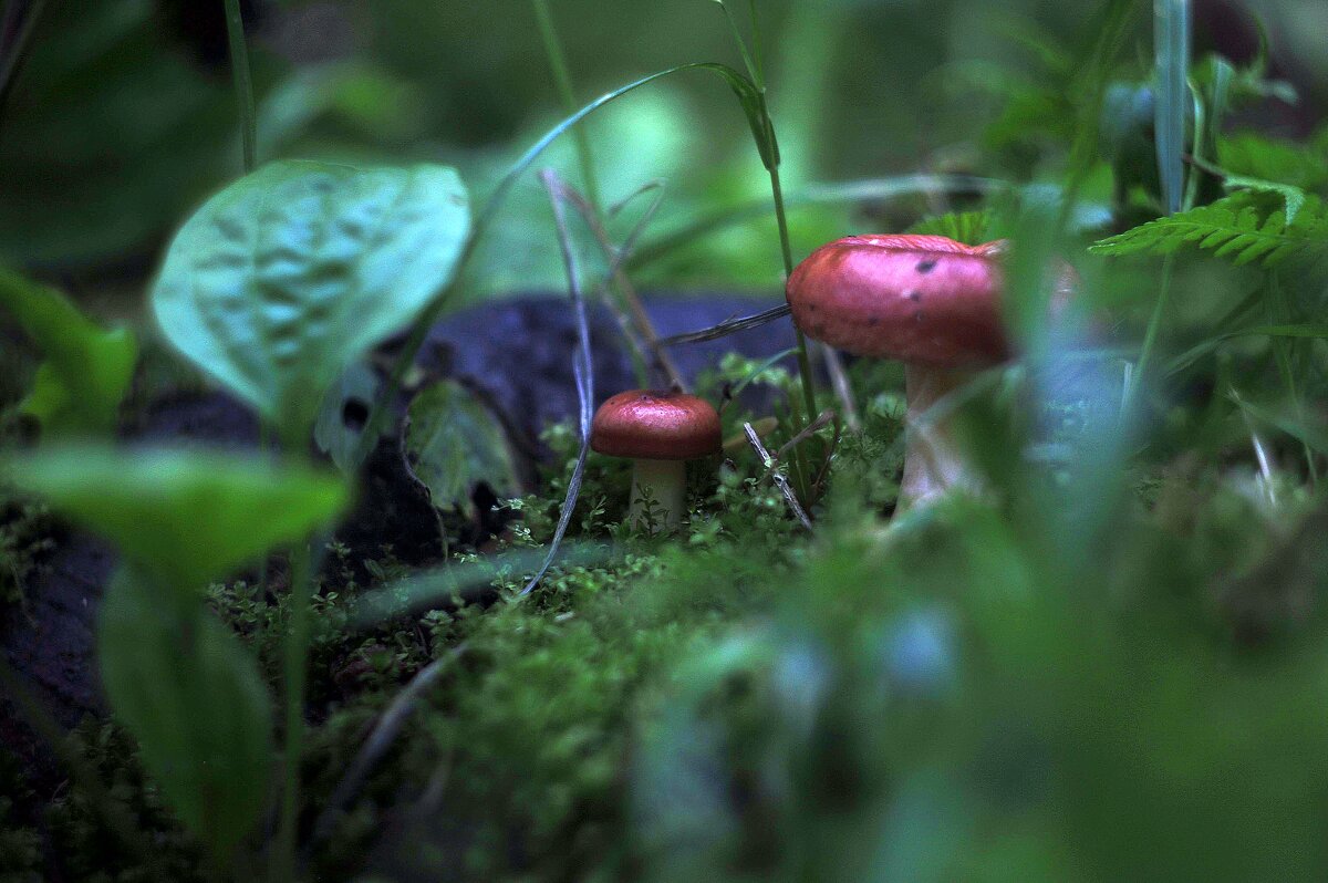 Чудеса леса. - Вадим Басов