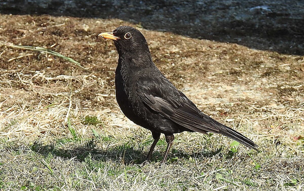 Чёрный дрозд - Natalia Harries Чёрный дрозд - Natalia Harries