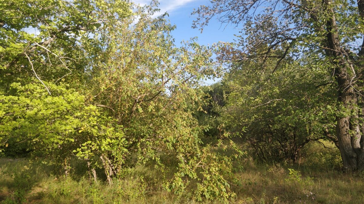 Золотые времена.Яблочки. - Георгиевич 