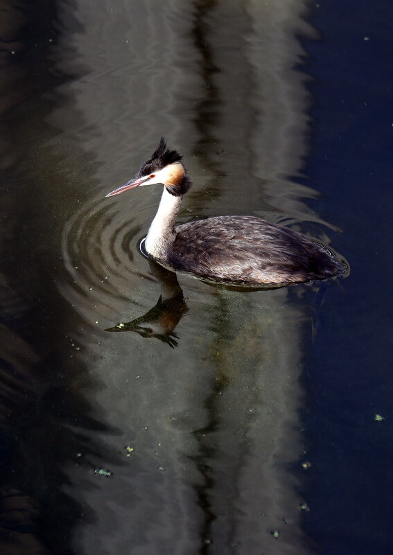 чомга в Сити - Михаил Бибичков