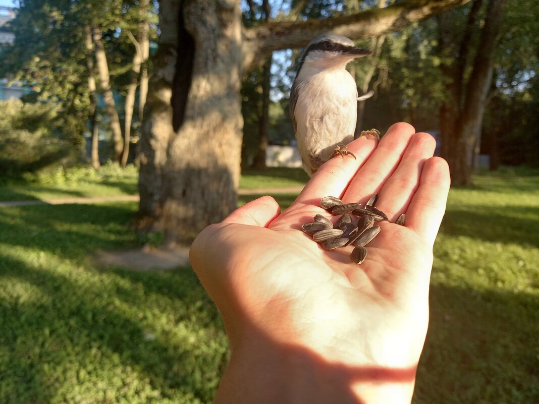 Поползень - Сапсан 