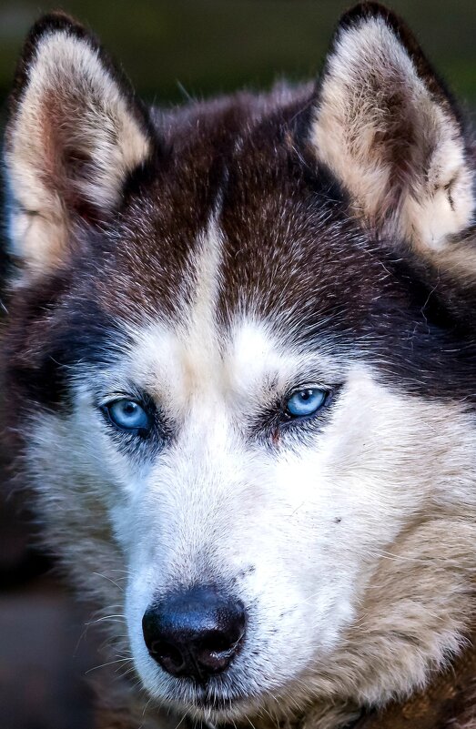 Марс - Юрий Крюков