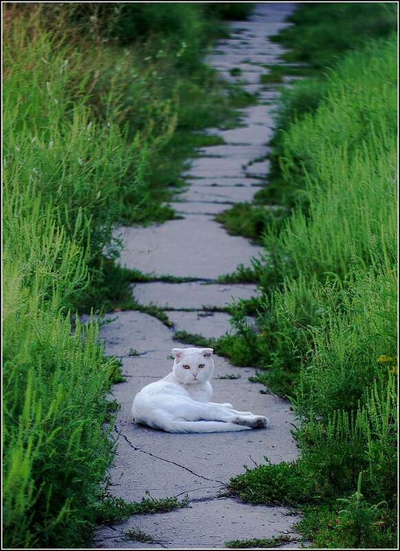 ,, - Гонорий Голопупенко