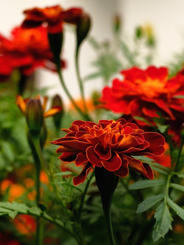 +++ - alteragen Абанин Г. +++ - alteragen Абанин Г.